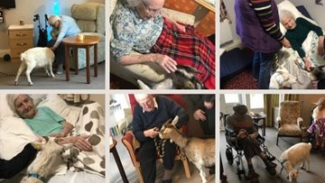 Therapy animals visit the Glen care home